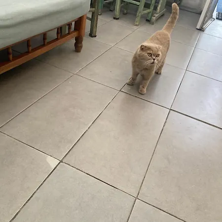 Miss Karya * Oren (Milas)