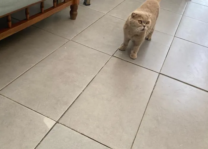 Miss Karya * Oren (Milas)